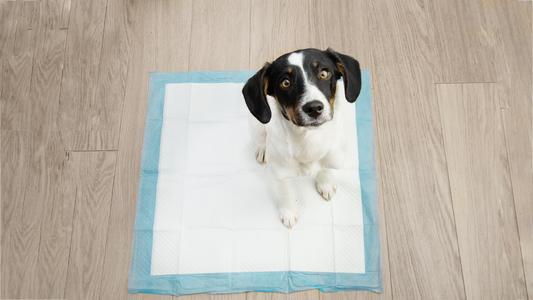 Perché la Clorexidina è importante per l'igiene del tuo cane